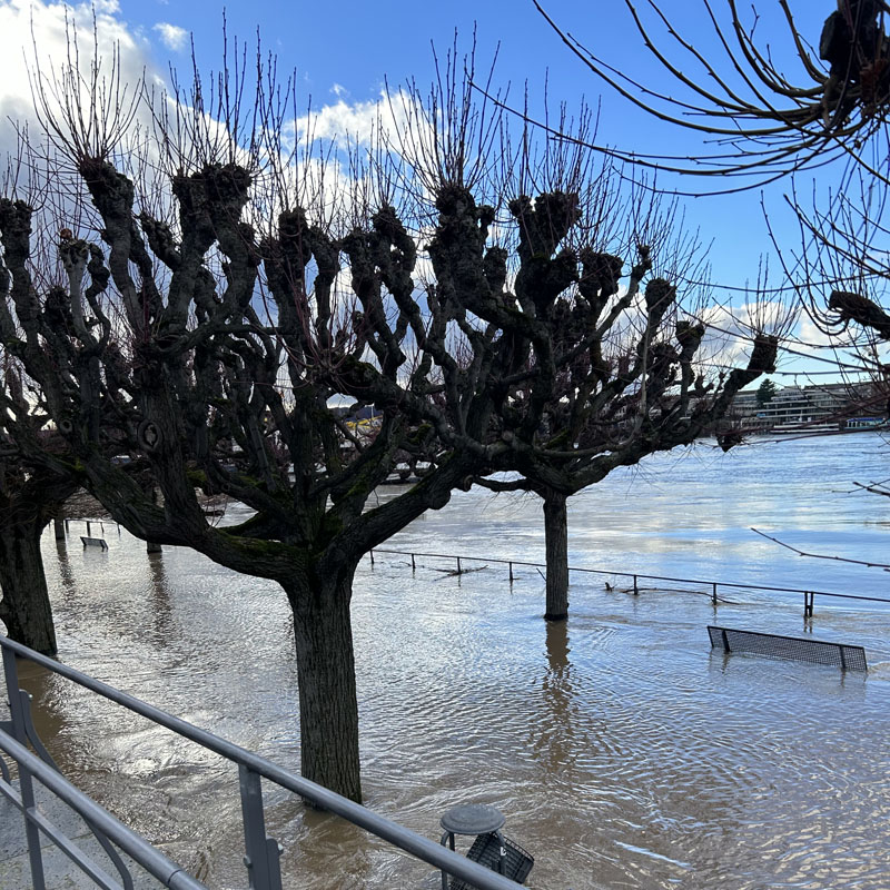 trees sky blue water bank flood
